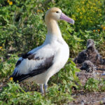 Albatross01