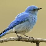 bluebird_1