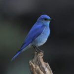 bluebird_4