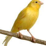 canary_1