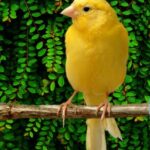 canary_4