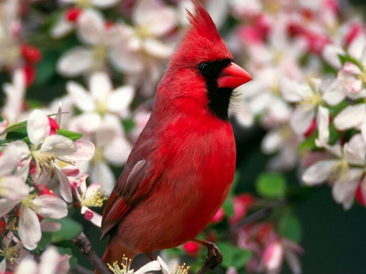 cardinal_3