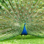 peacock_1
