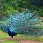 peacock_4
