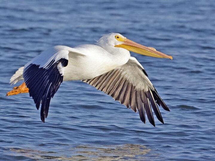 pelican_1