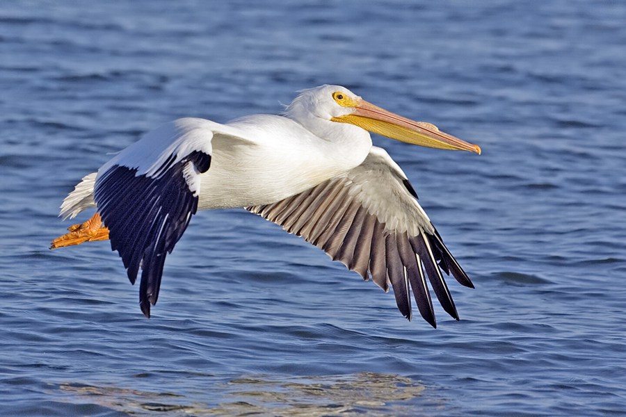 pelican_1