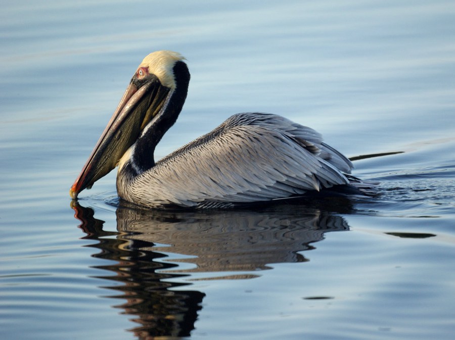 pelican_2
