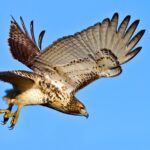 red_tailed_hawk_1