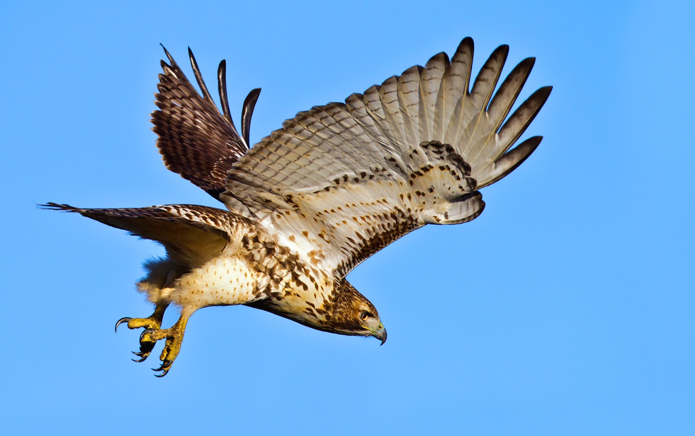 red_tailed_hawk_1