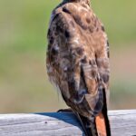 red_tailed_hawk_2