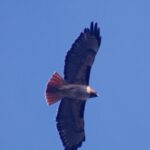 red_tailed_hawk_4
